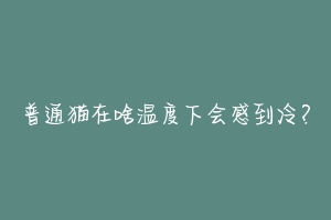 普通猫在啥温度下会感到冷?