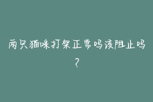 两只猫咪打架正常吗该阻止吗?