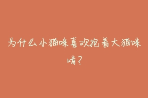 为什么小猫咪喜欢抱着大猫咪啃?