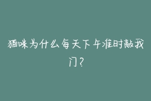 猫咪为什么每天下午准时敲我门?