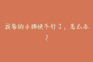 我家的小猫快不行了,怎么办?