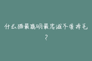 什么猫最聪明最忠诚不爱掉毛?