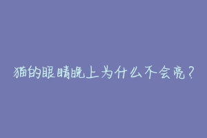 猫的眼睛晚上为什么不会亮?