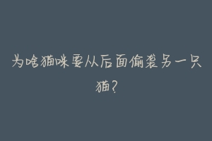 为啥猫咪要从后面偷袭另一只猫?