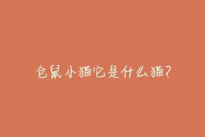 仓鼠小猫它是什么猫?
