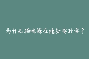 为什么猫咪躲在暗处要扑你?
