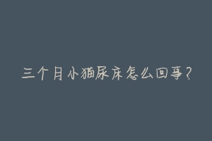 三个月小猫尿床怎么回事?