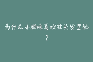 为什么小猫咪喜欢往头发里钻?