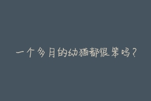 一个多月的幼猫都很笨吗?