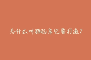 为什么叫猫起床它要打滚?