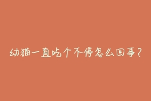 幼猫一直吃个不停怎么回事?