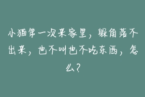 小猫第一次来家里，躲角落不出来，也不叫也不吃东西，怎么？