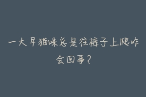 一大早猫咪总是往裤子上爬咋会回事?