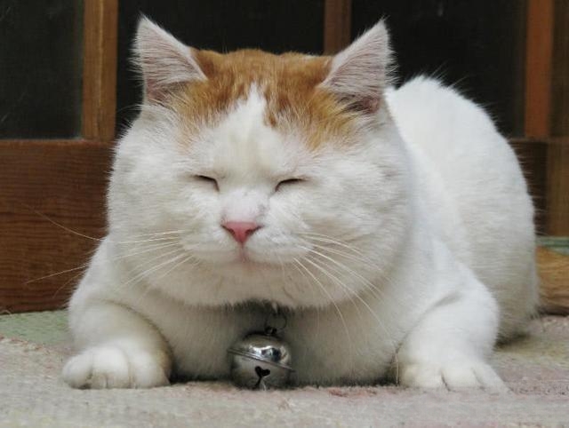 怎样区分猫瘟热和猫胃肠炎?