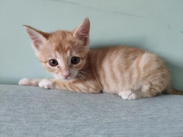 为什么老人都喜欢养猫?