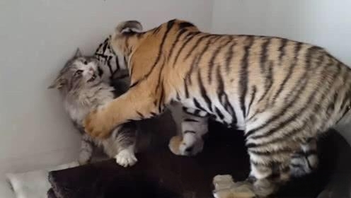 猫害怕老虎嘛?