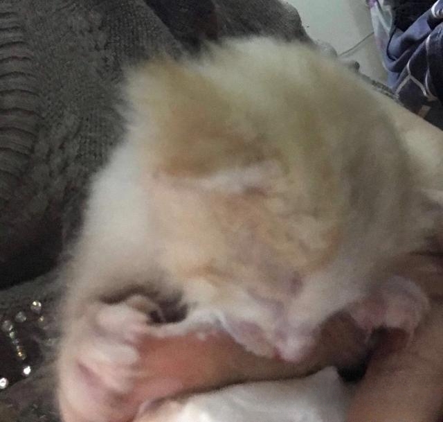 猫咪耳朵烫,鼻子也热但不干是怎么回事?