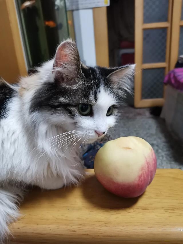 哪些猫咪最适合在家养?