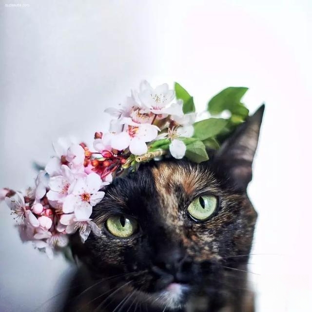为什么老人都喜欢养猫?
