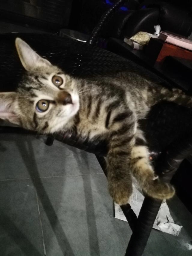 为什么老人都喜欢养猫?