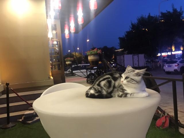 猫为什么不喜欢别人亲?