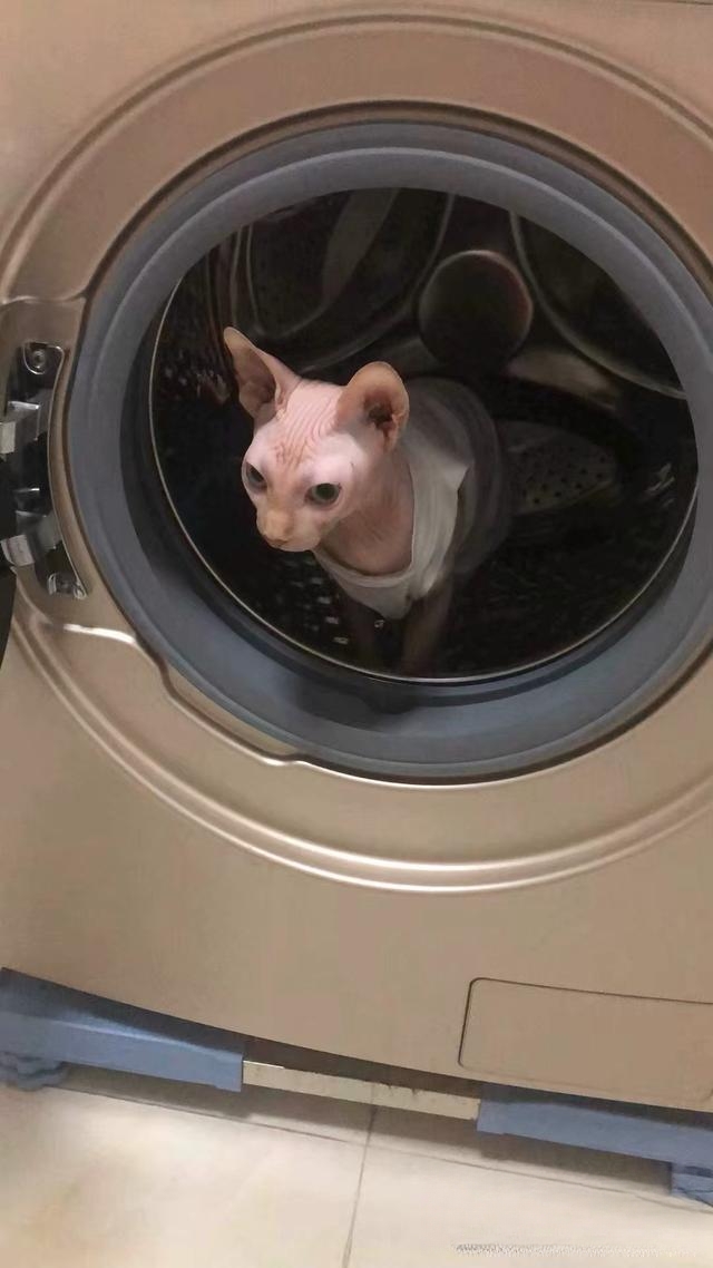 为什么老人都喜欢养猫?