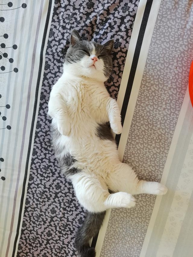 为什么有的猫又短又粗?