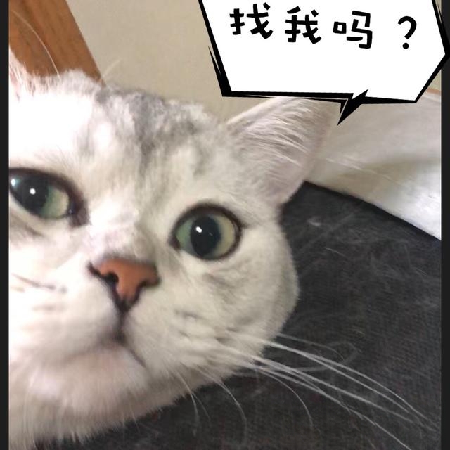 父母不让养猫猫,怎么劝说,在线等?