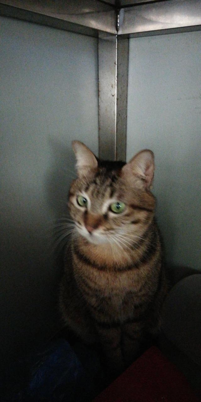 猫咪被人打之后会有什么情绪？