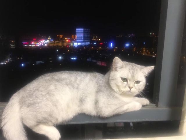 猫一般会跳楼吗？