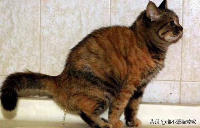 猫咪尿频是怎么回事？