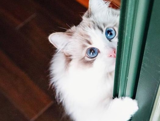 什么品种的猫喜欢爬到人身上或者喜欢主人抱着睡觉呢?