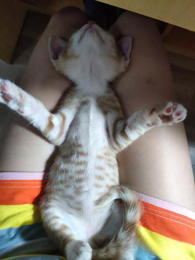 为什么老人都喜欢养猫?