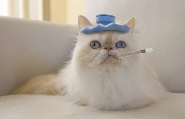 小猫感冒了有什么症状？