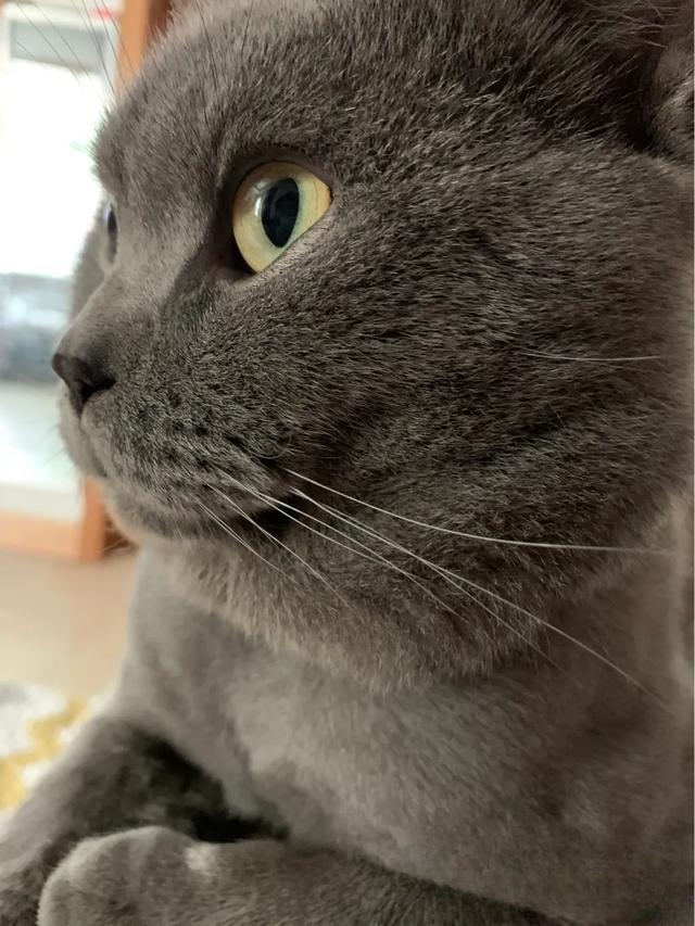 猫能亲吗?