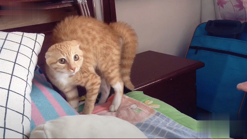 猫咪被人打之后会有什么情绪？