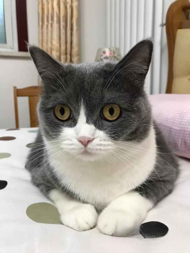 父母死活不同意你养猫的时候,怎么才能正确的把猫带回家?