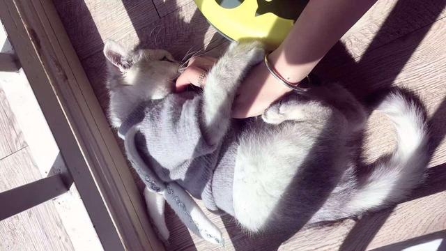 猫一般会跳楼吗？
