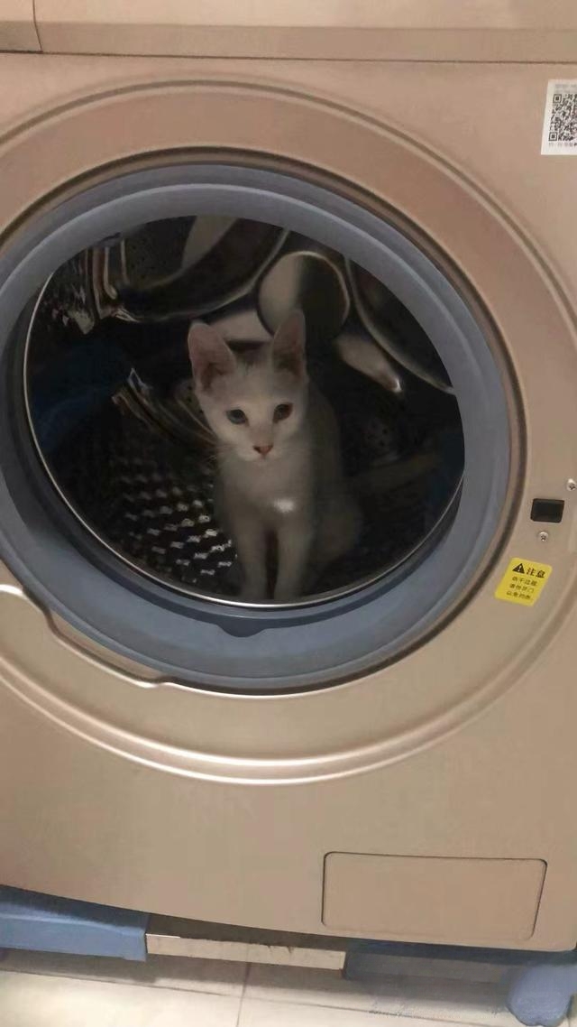 为什么老人都喜欢养猫?