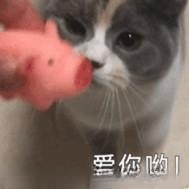 父母不让养猫猫,怎么劝说,在线等?