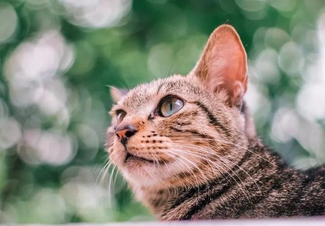 猫是国家保护动物吗?