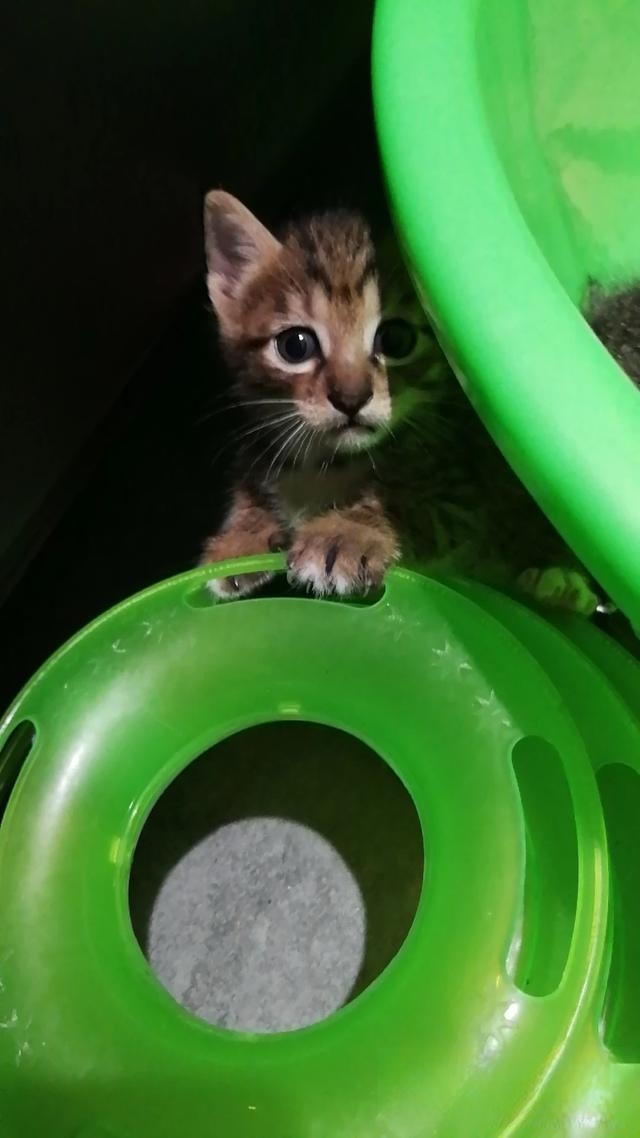 为什么老人都喜欢养猫?