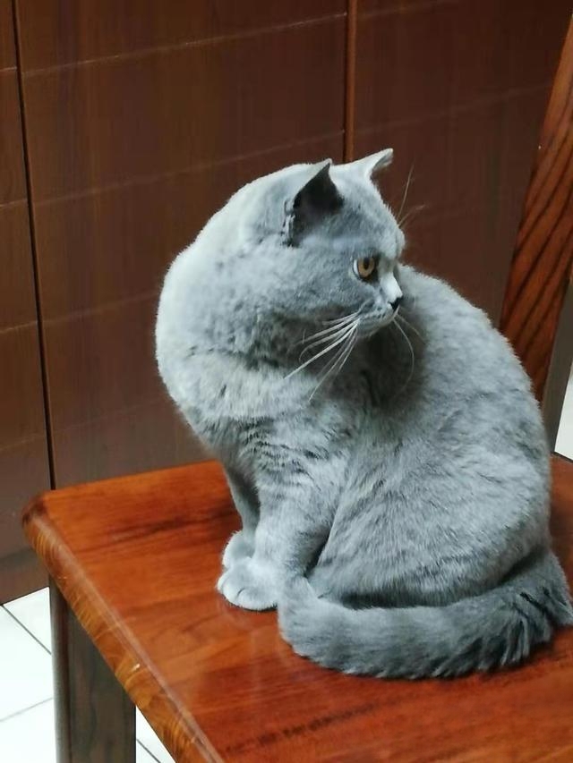 为什么老人都喜欢养猫?