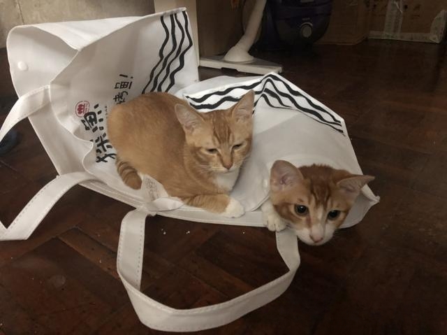 猫咪为什么喜欢睡衣柜?