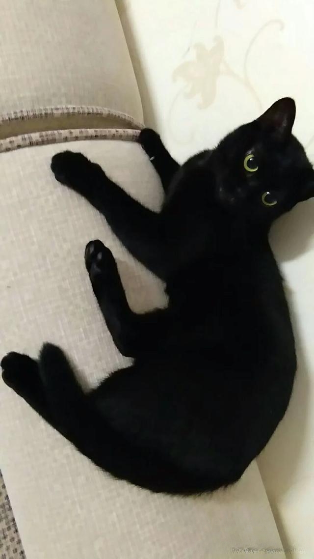 为什么老人都喜欢养猫?