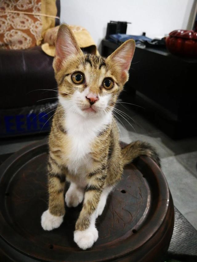 为什么老人都喜欢养猫?