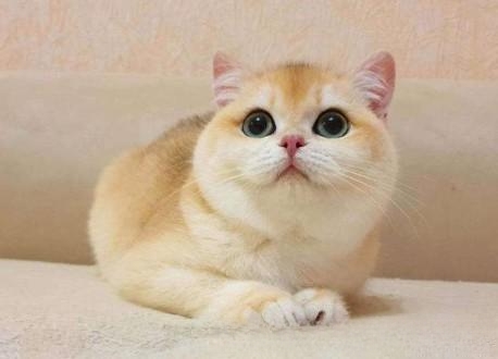 哪些猫咪最适合在家养?