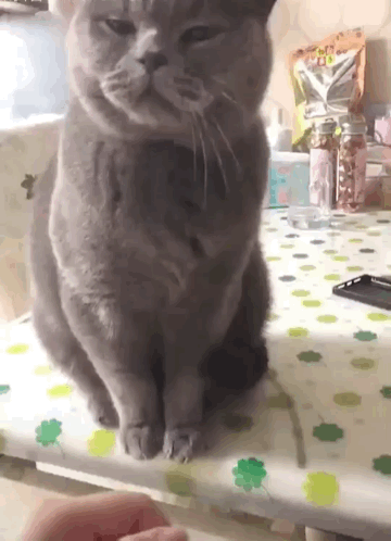 猫咪被人打之后会有什么情绪？
