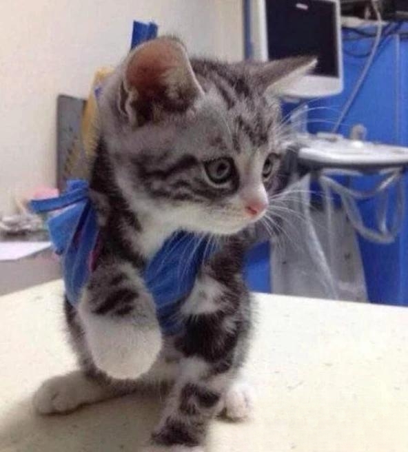 猫一般会跳楼吗？