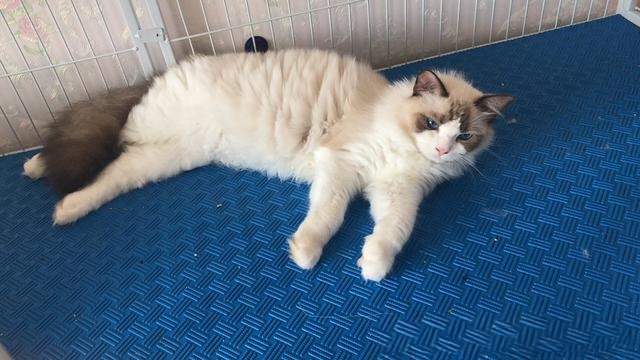 什么品种的猫喜欢爬到人身上或者喜欢主人抱着睡觉呢?